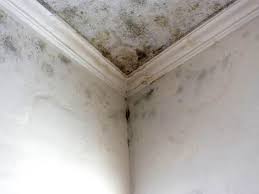 Best Mold Damage Restoration  in Merryville, LA